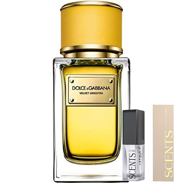 Dolce & Gabbana Velvet Ginestra for women