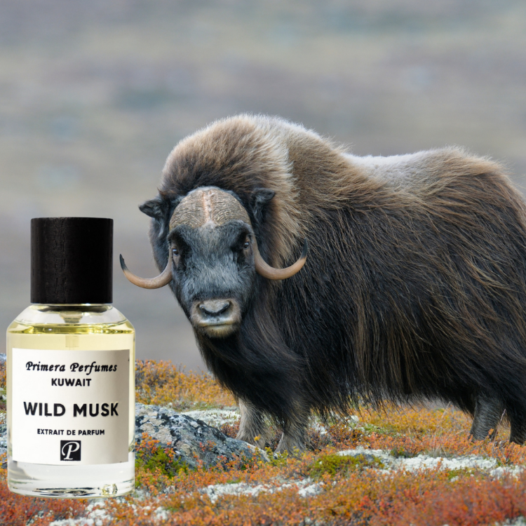 Primera Perfumes Kuwait Wild Musk Extrait de Parfum