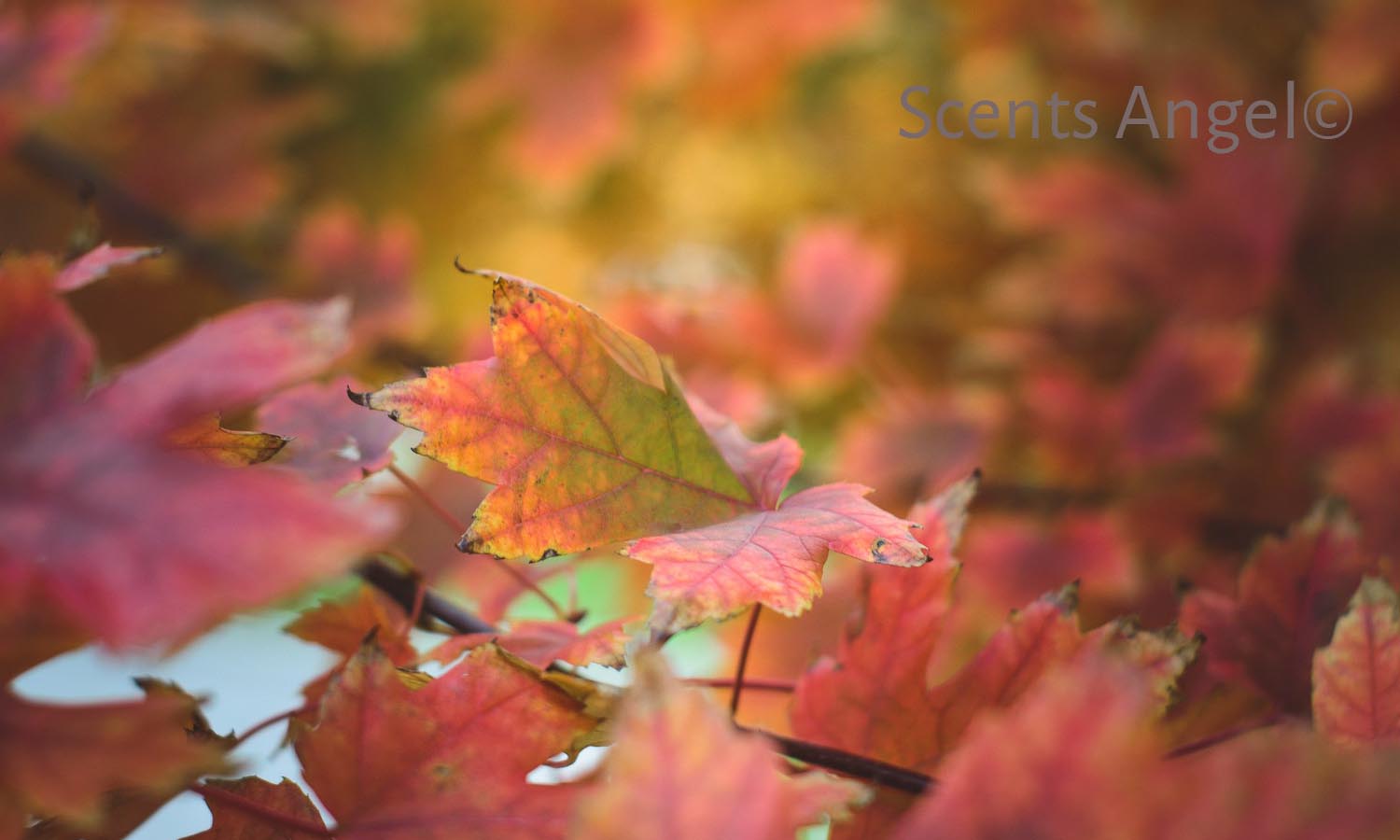 Fall Colgnes Getting Ready for Autumn? Here Are Our 10 Favorite Colognes for Fall!
