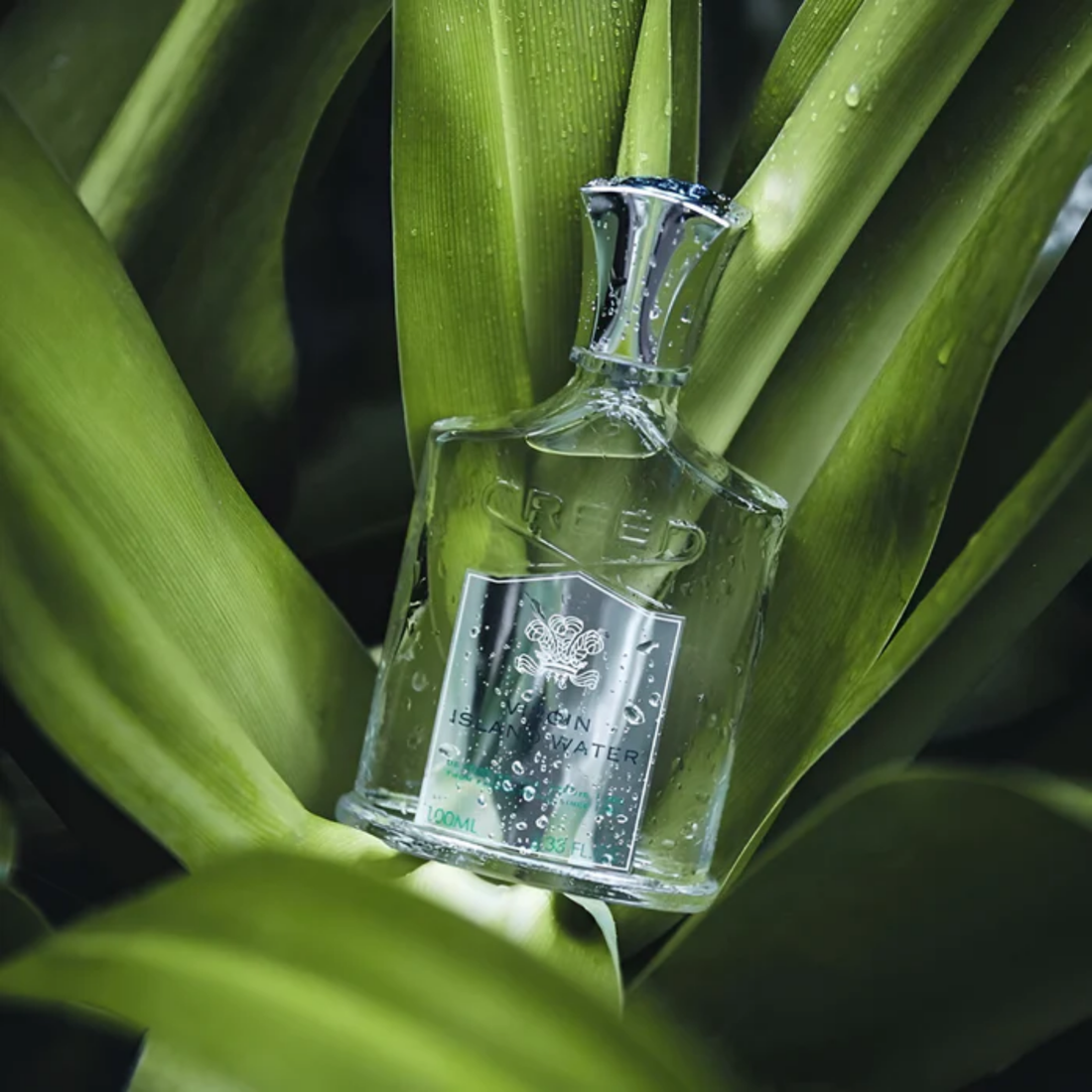Creed Virgin Island Water Eau de parfum | Scents Angel