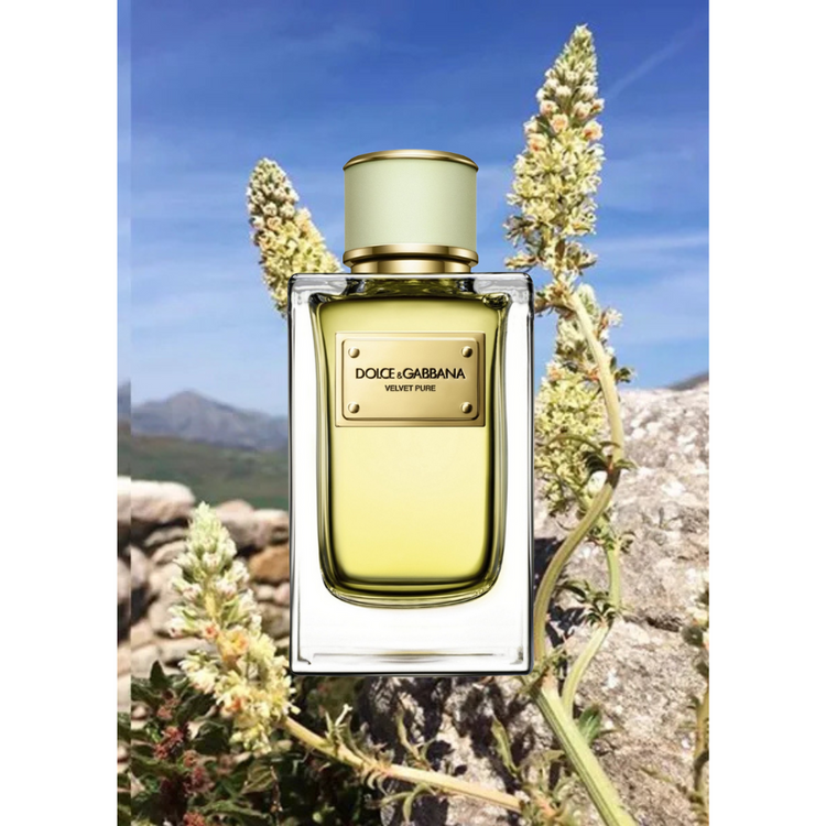 Dolce & Gabbana Velvet Pure Parfum