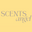 logo of Scents Angel - Shop Luxury, Niche Perfumes for Men & Women